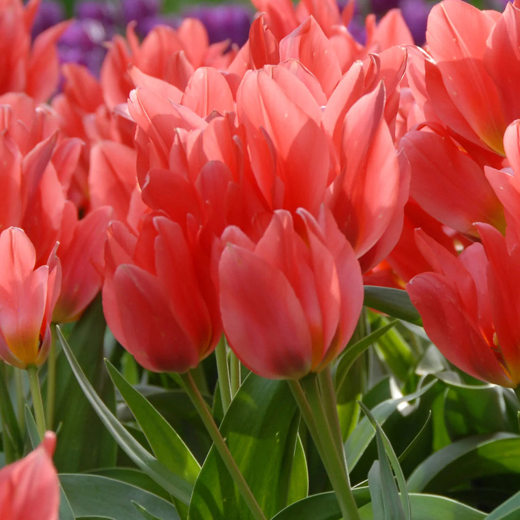 Tulipe Naine Toronto