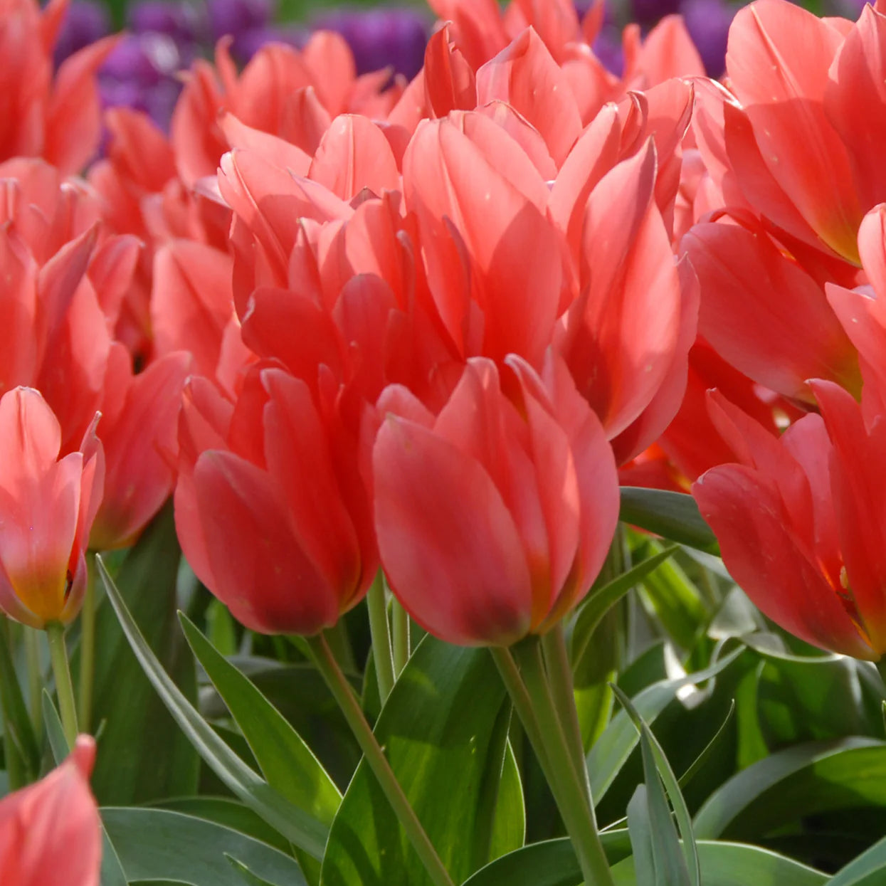 Tulipe Naine Toronto Image