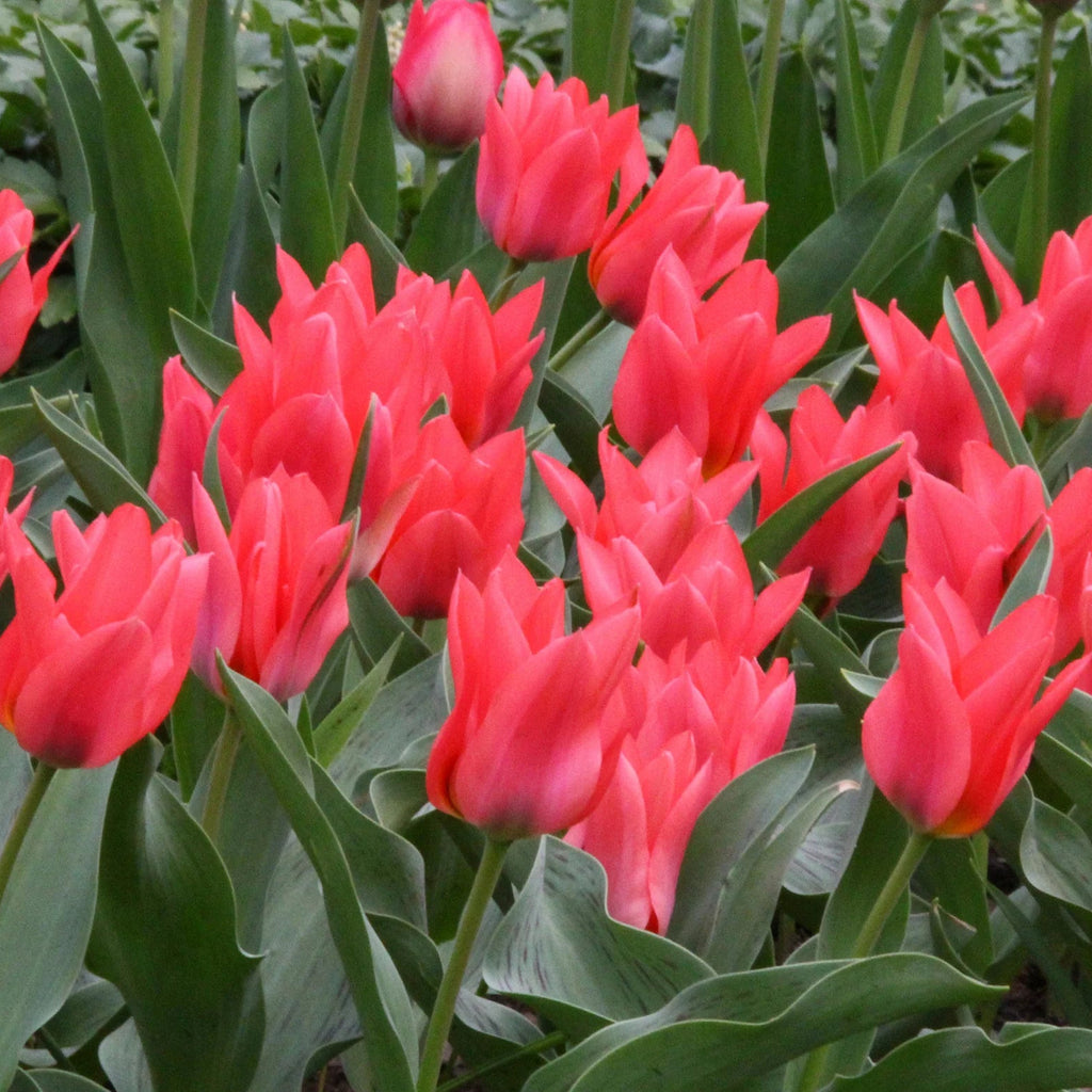 Tulipe Naine Toronto