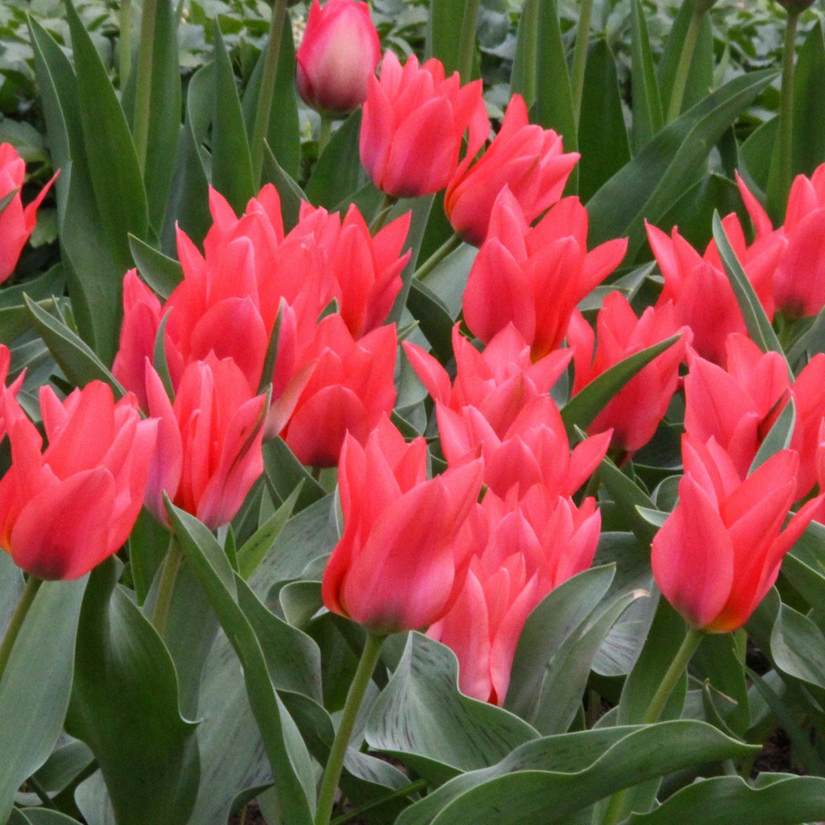 Tulipe Naine Toronto