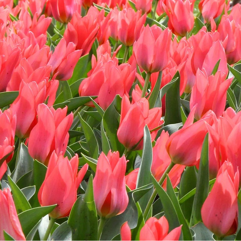 Tulipe Naine Toronto