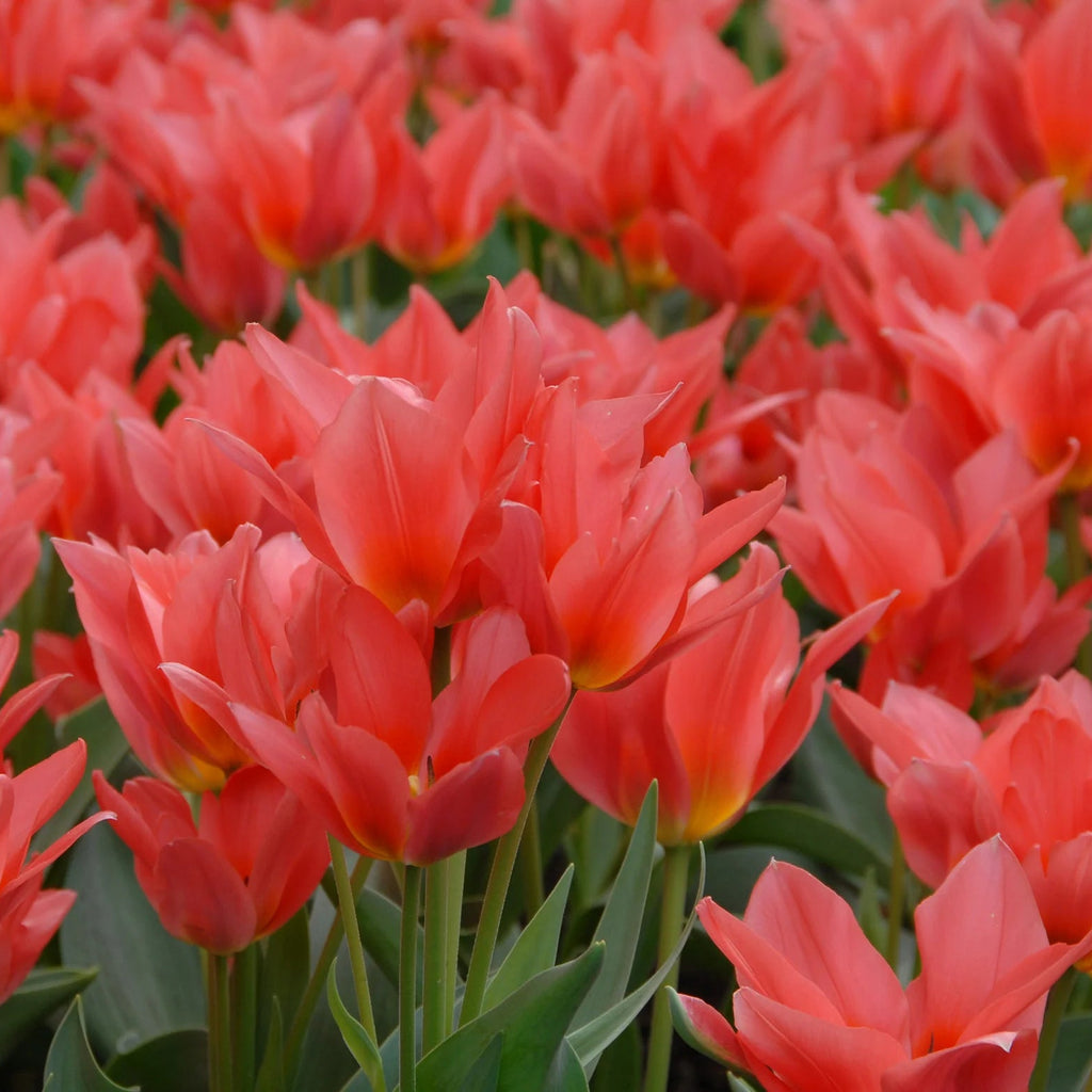 Tulipe Naine Toronto