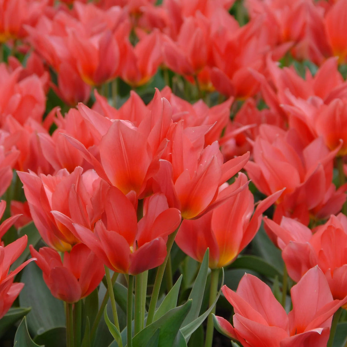 Tulipe Naine Toronto