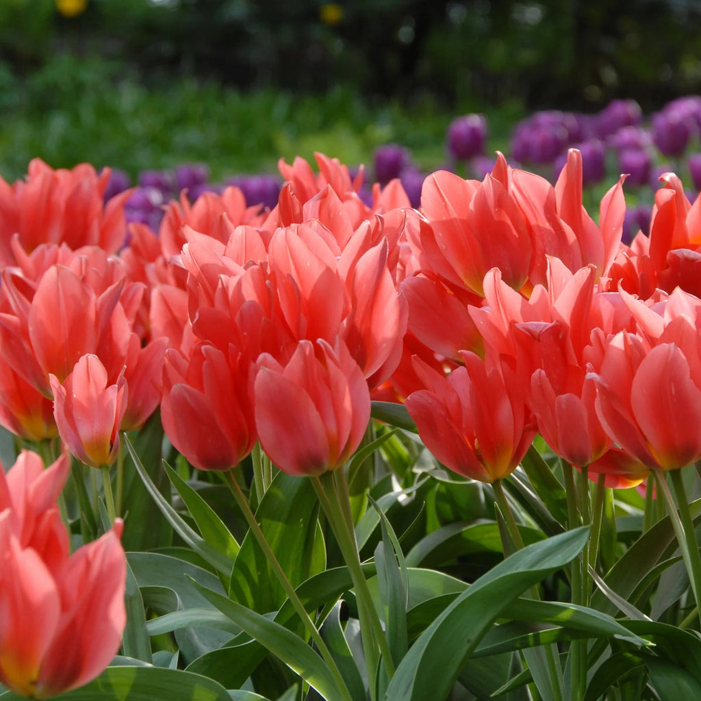 Tulipe Naine Toronto