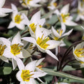 Tulipes sauvage turkestanica