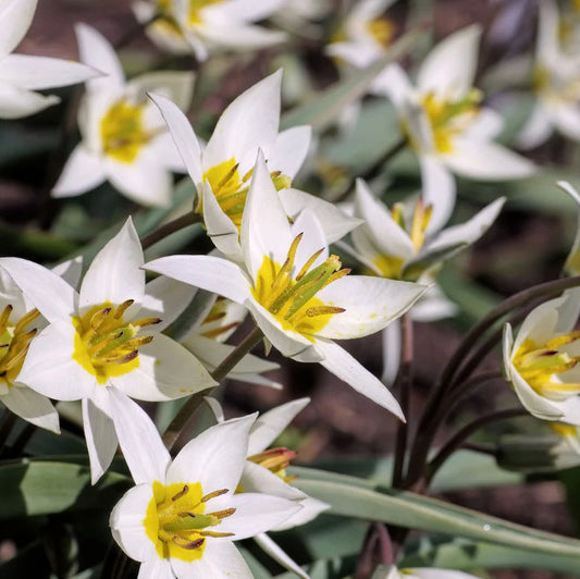 Tulipes sauvage turkestanica