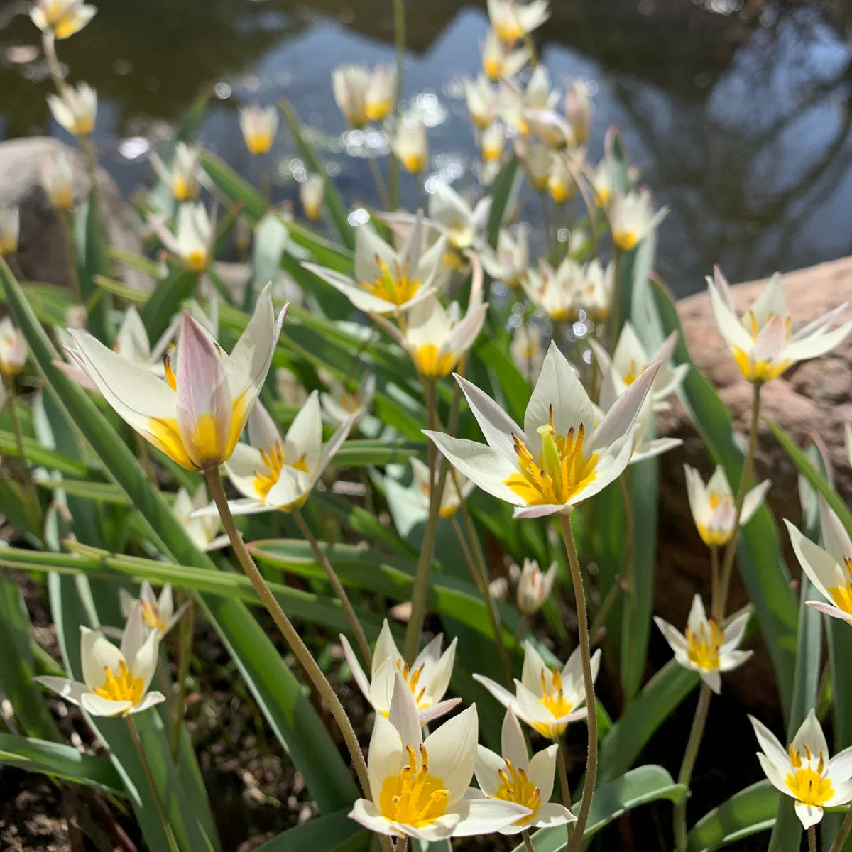 Tulipes Sauvage Turkestanica