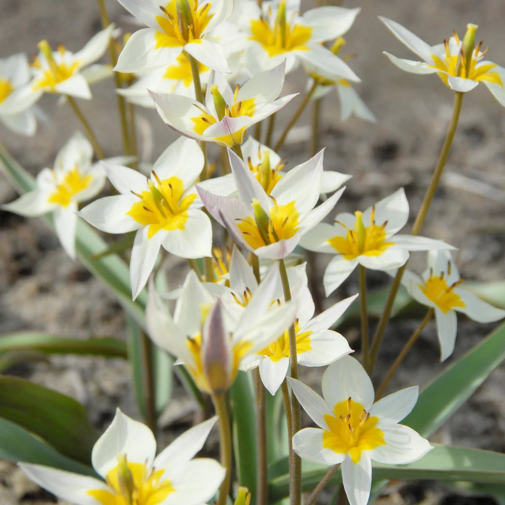Tulipes Sauvage Turkestanica