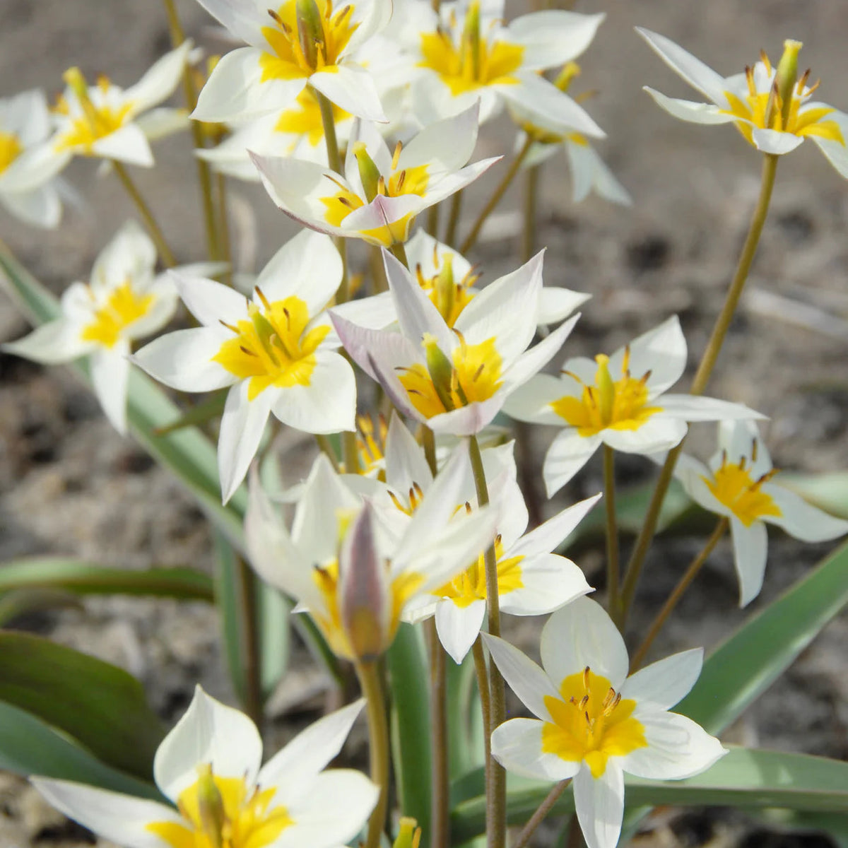 Tulipes Sauvage Turkestanica