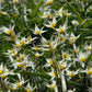Tulipes sauvage turkestanica