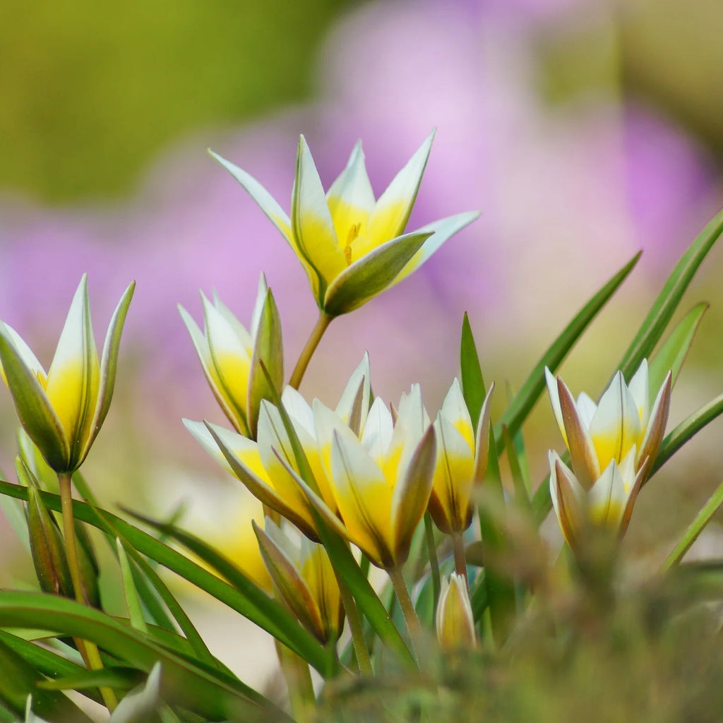 Tulipes Sauvage Turkestanica