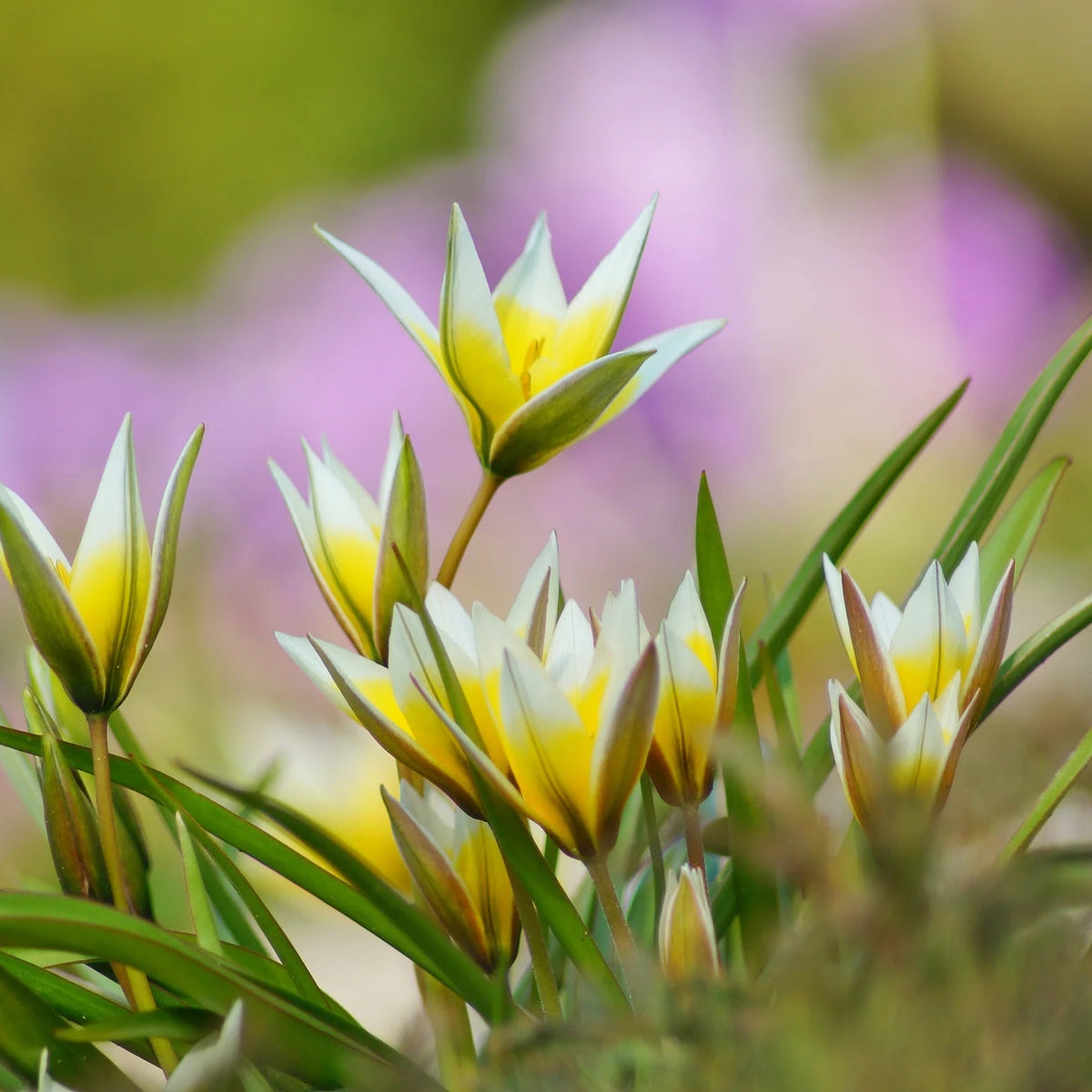 Tulipes Sauvage Turkestanica