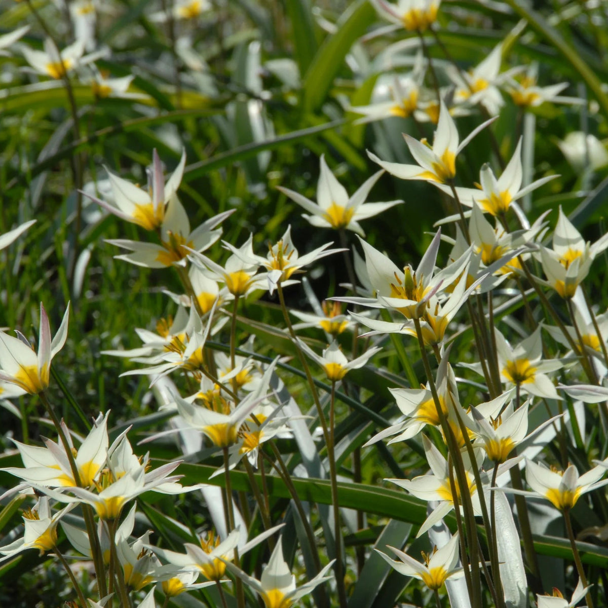 Tulipes Sauvage Turkestanica