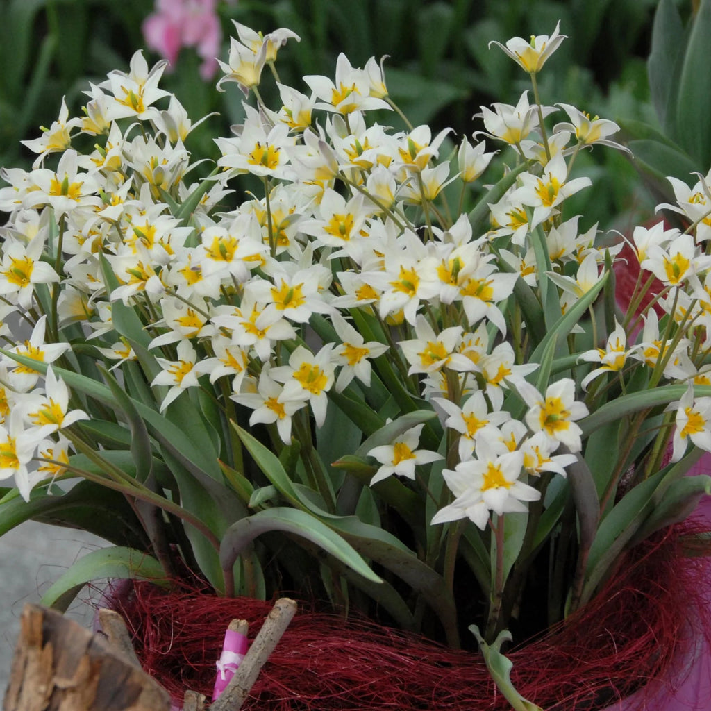 Tulipes Sauvage Turkestanica
