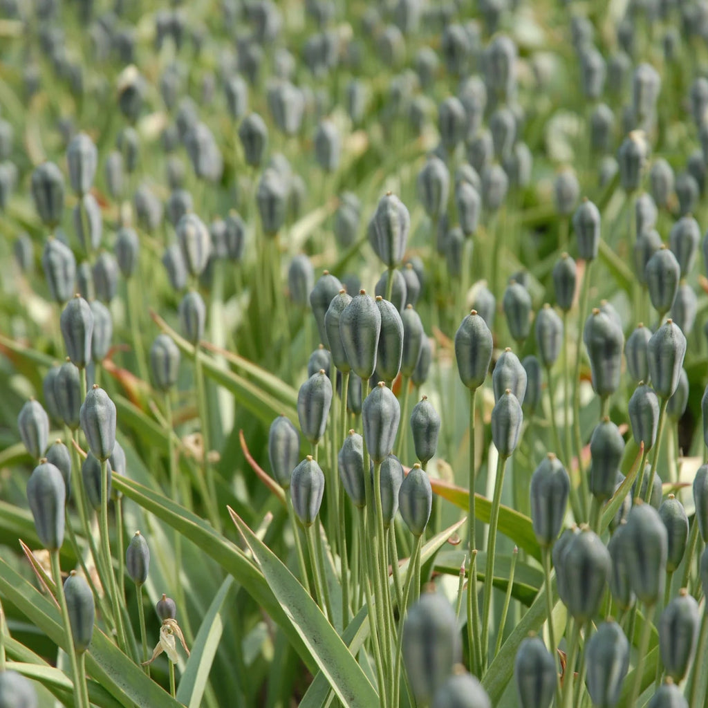 Tulipes Sauvage Turkestanica