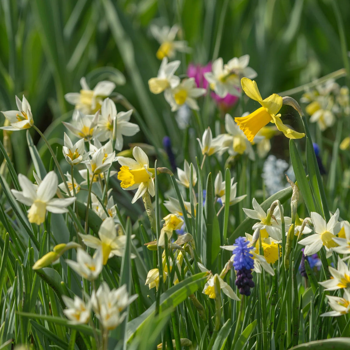 Tulipes Sauvage Turkestanica