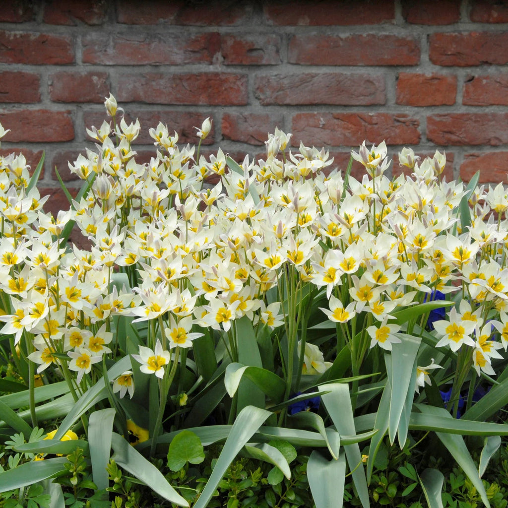 Tulipes Sauvage Turkestanica