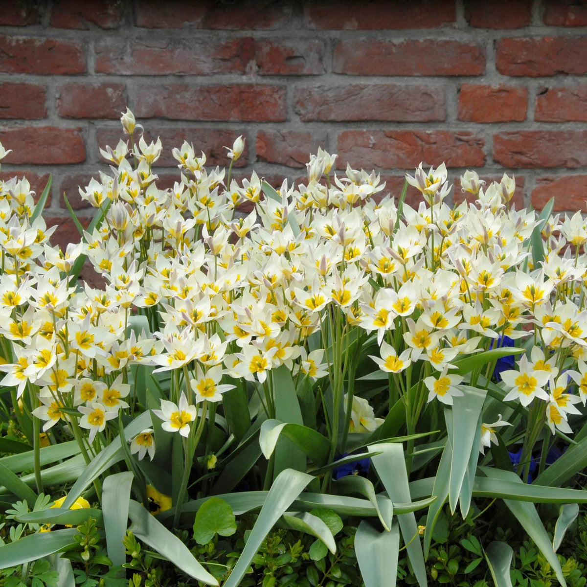 Tulipes Sauvage Turkestanica