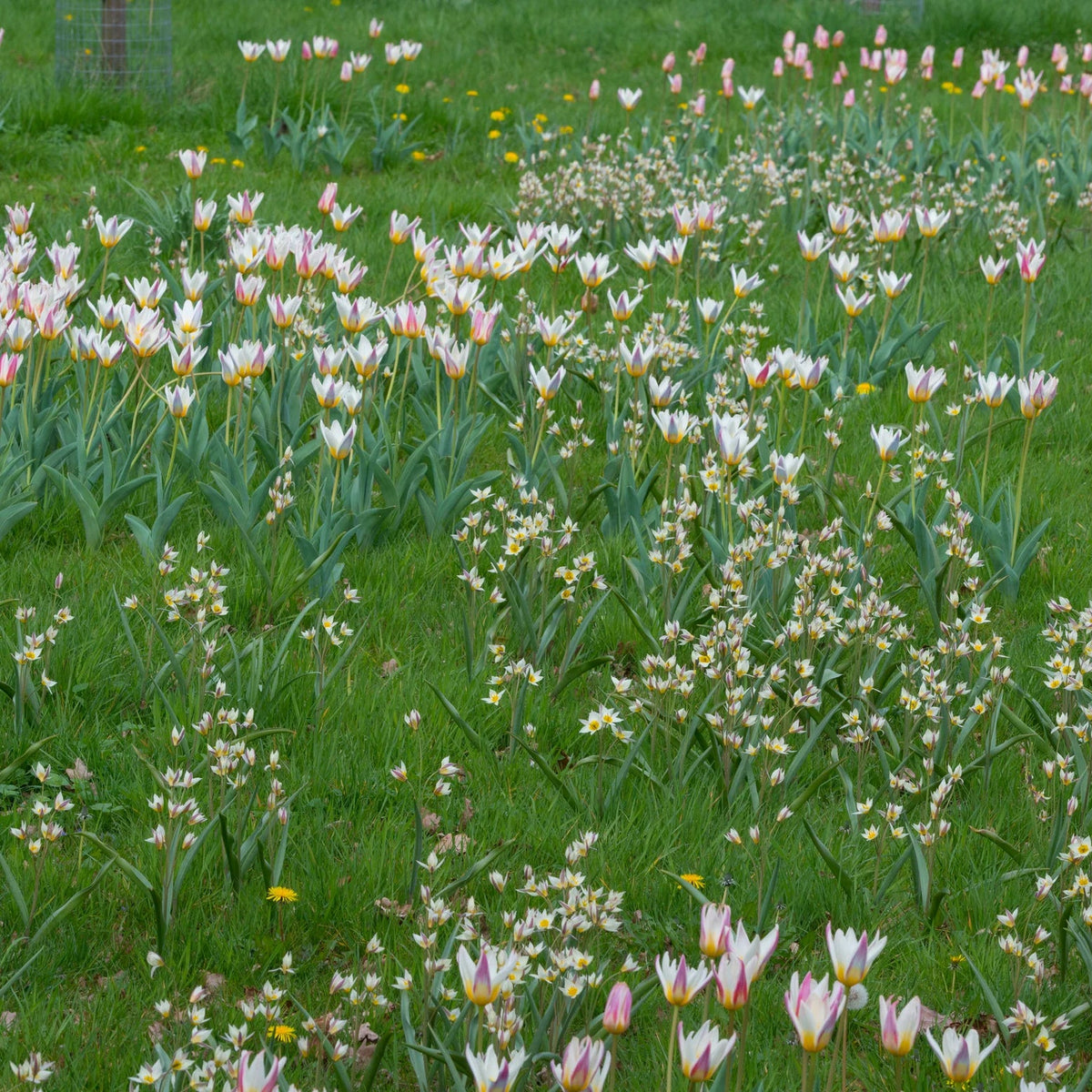 Tulipes Sauvage Turkestanica