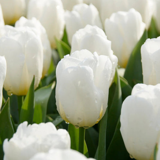 tulipe-Blanche