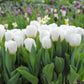 tulipe-Blanche