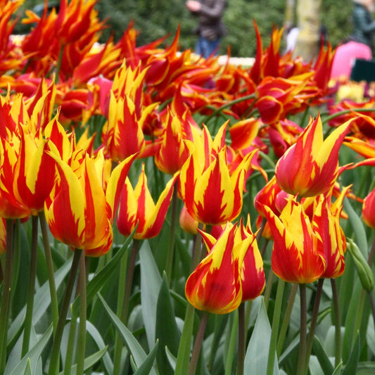 tulipe-Flamme