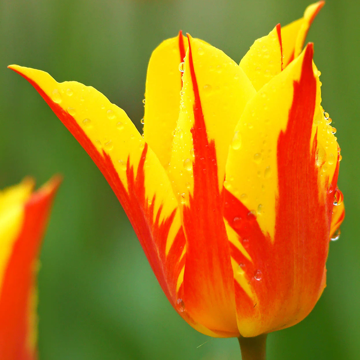 tulipe-Flamme