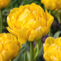  tulipe double jaune 