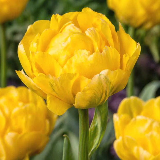  tulipe double jaune 