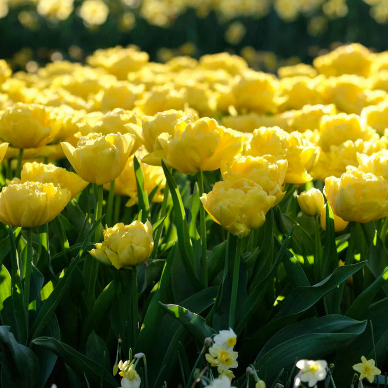  tulipe double jaune 