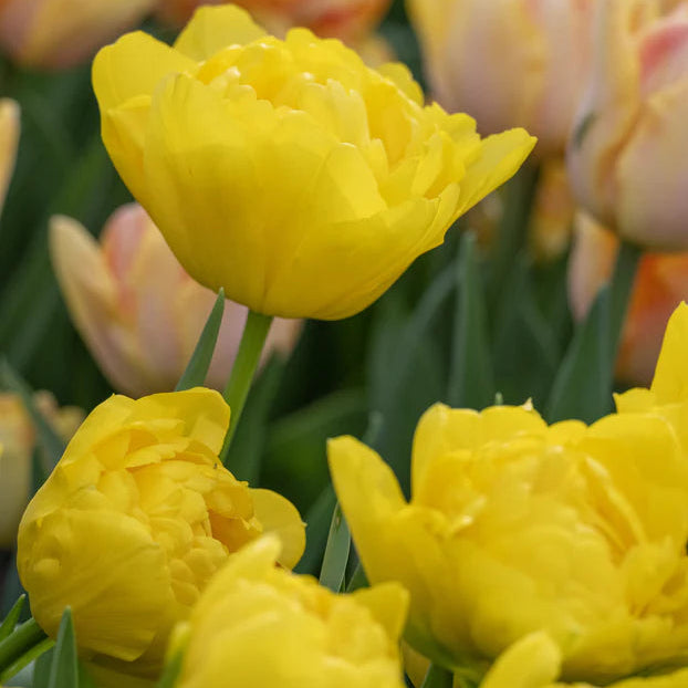  tulipe double jaune 