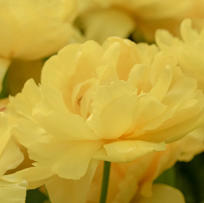  tulipe double jaune 