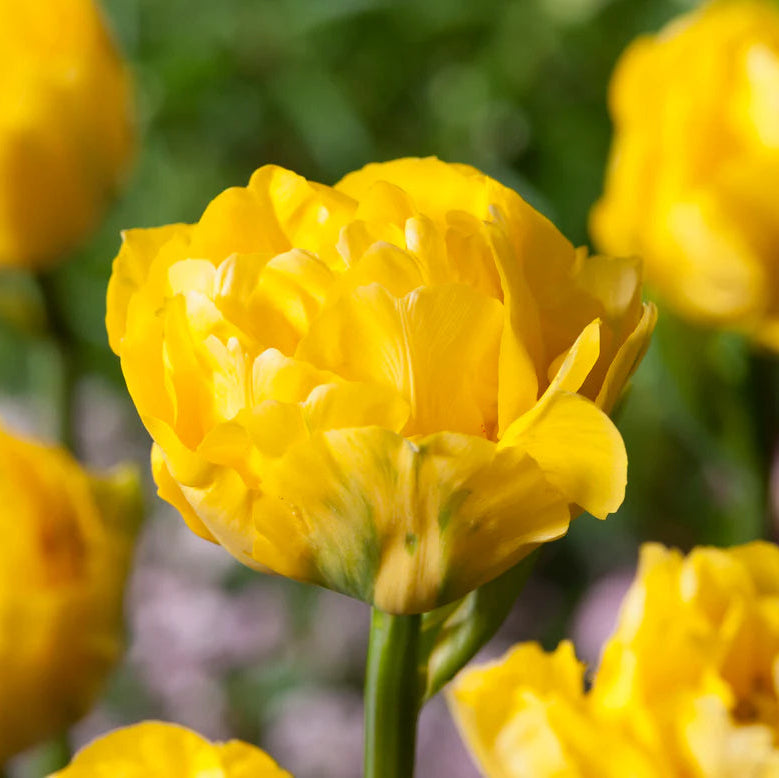  tulipe double jaune 