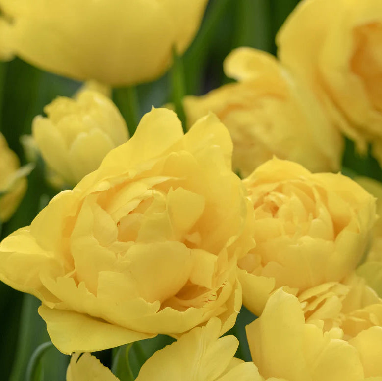  tulipe double jaune 