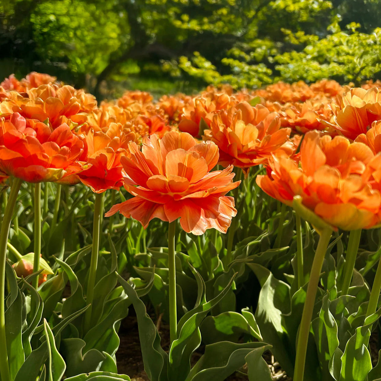 Tulipe Double Orange