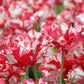 Tulipe Estella Rijnveld