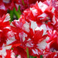 Tulipe Estella Rijnveld