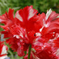 Tulipe Estella Rijnveld