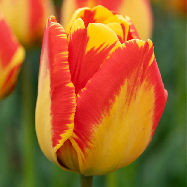 Tulipe flammée