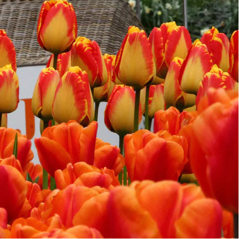 Tulipe flammée