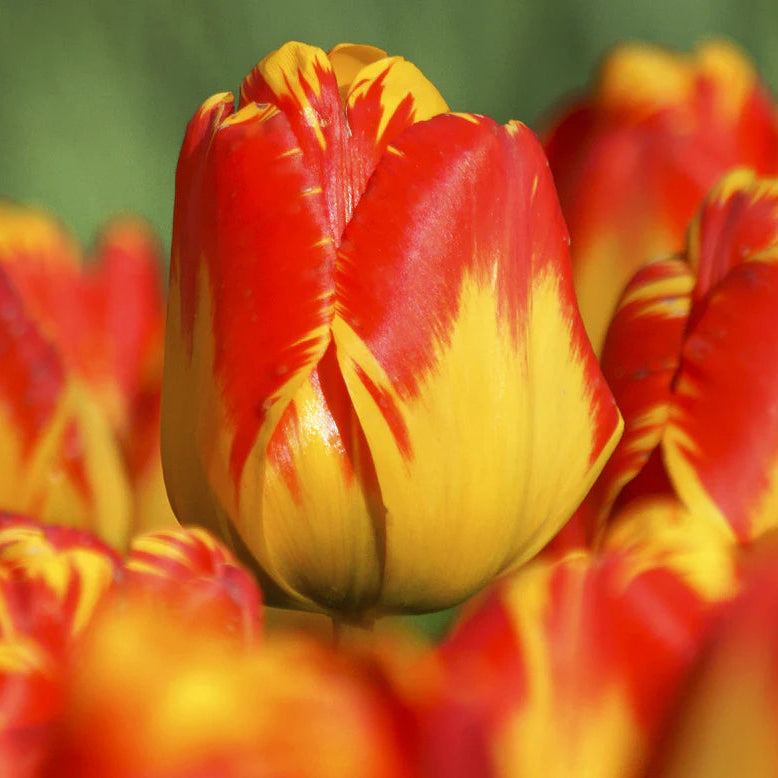 Tulipe flammée