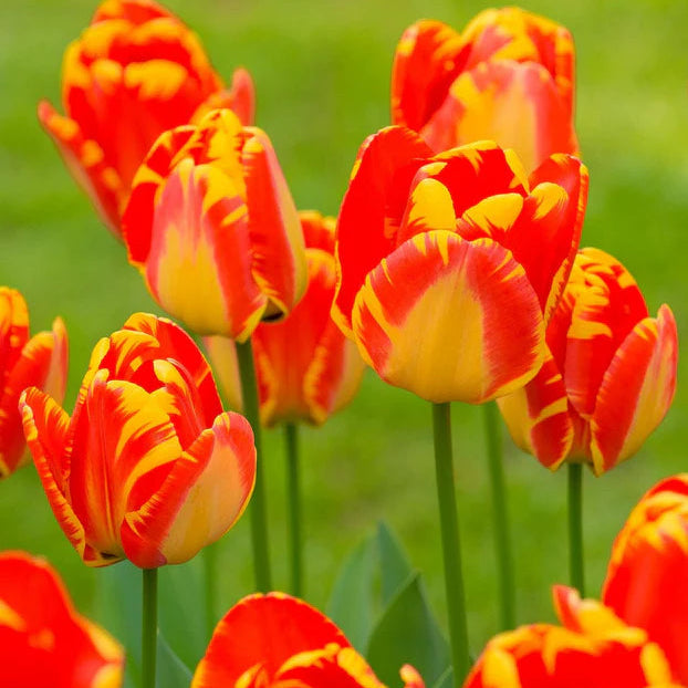 Tulipe flammée