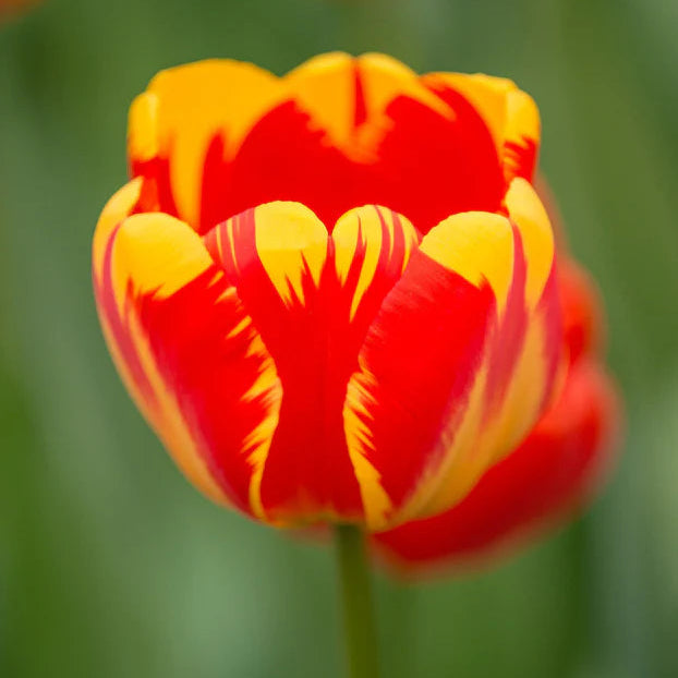Tulipe flammée