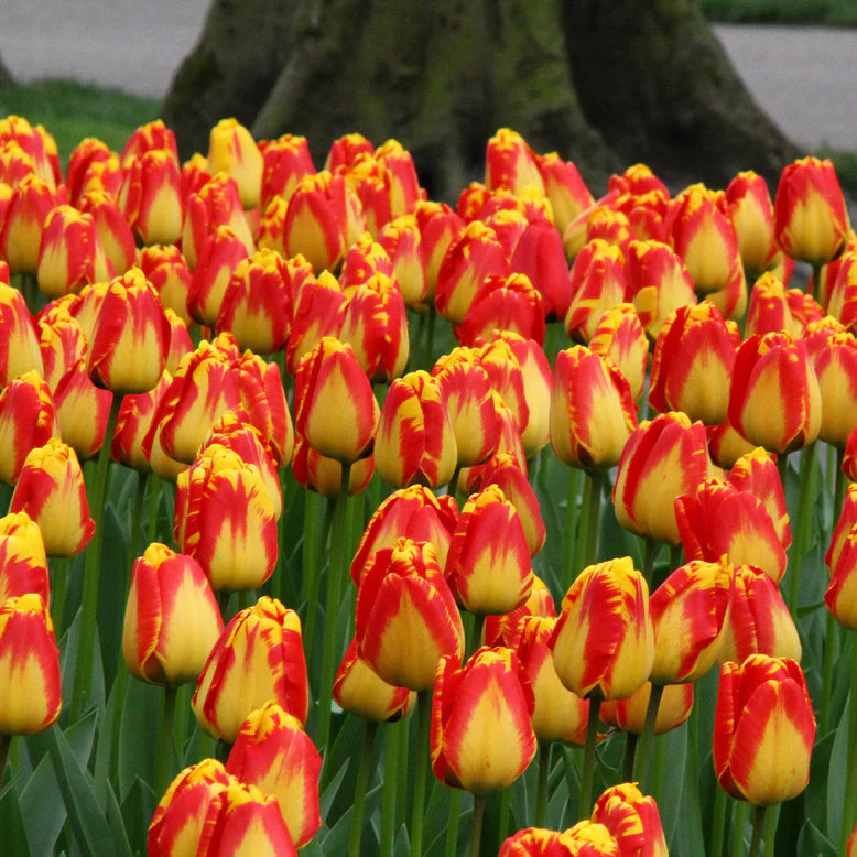 Tulipe flammée