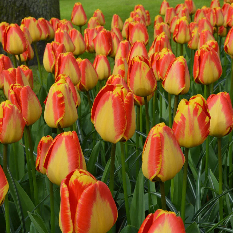 Tulipe flammée
