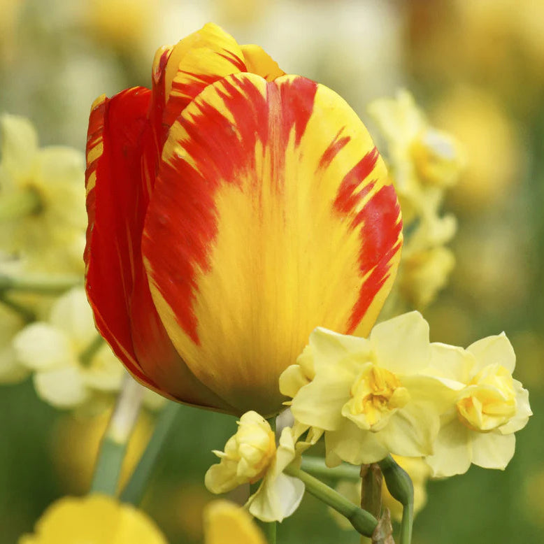 Tulipe flammée