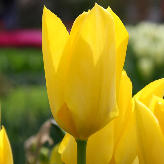  Tulipe jaune 