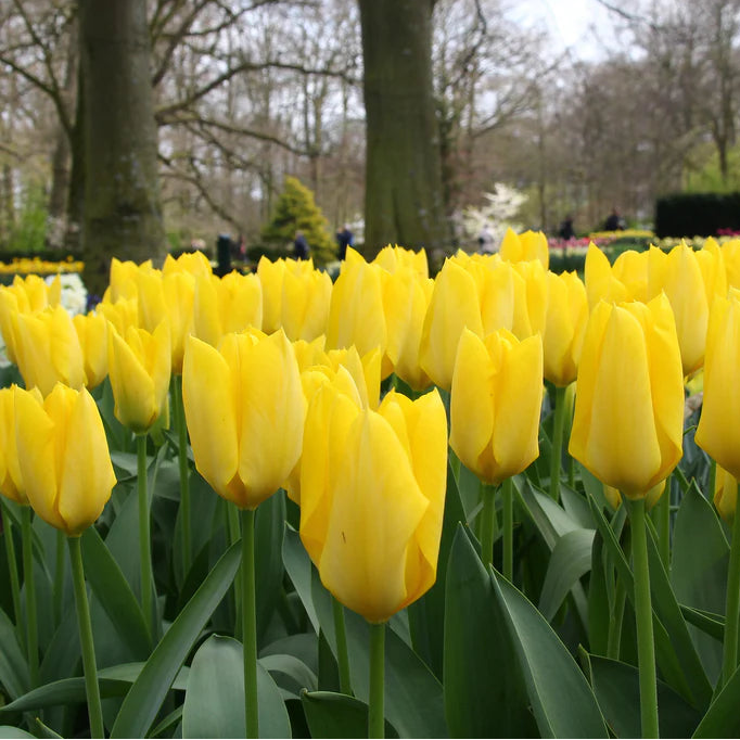  Tulipe jaune 