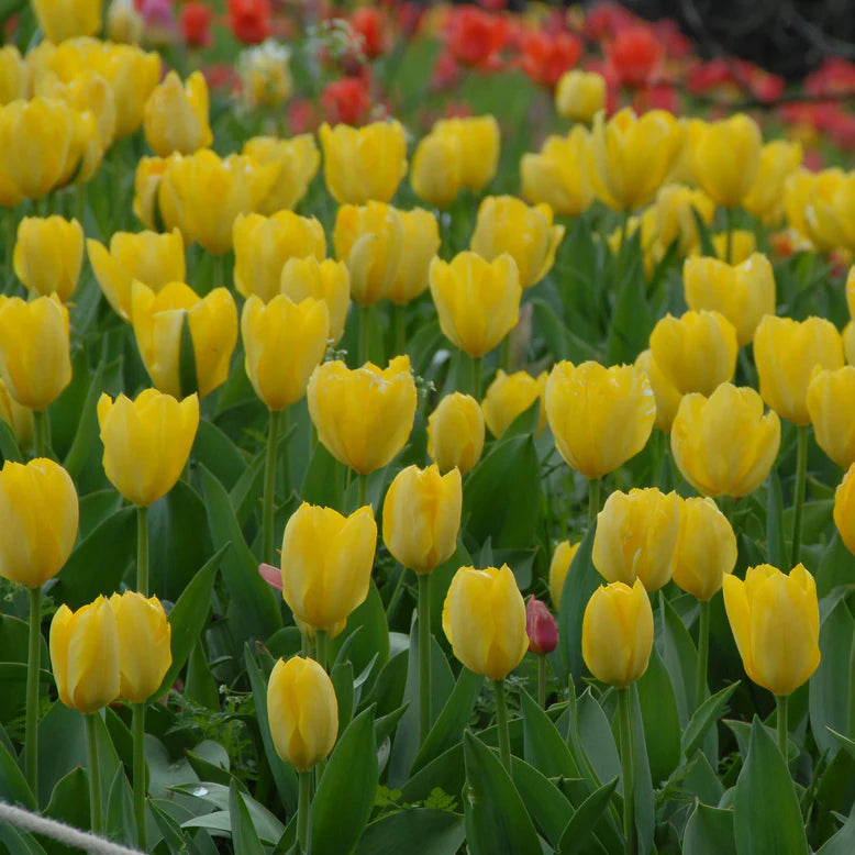  Tulipe jaune 