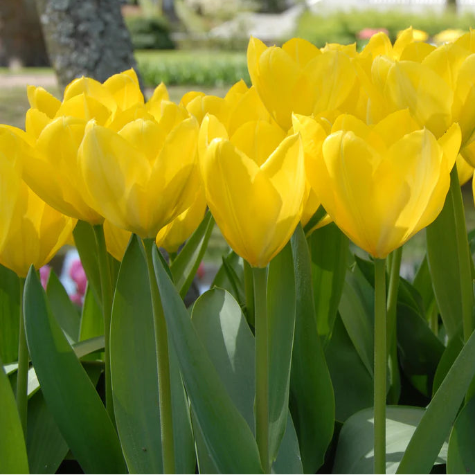  Tulipe jaune 